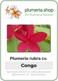 Plumeria rubra "Congo"