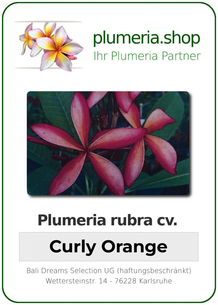 Plumeria rubra "Curly Orange"