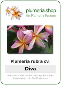 Plumeria rubra "Diva"