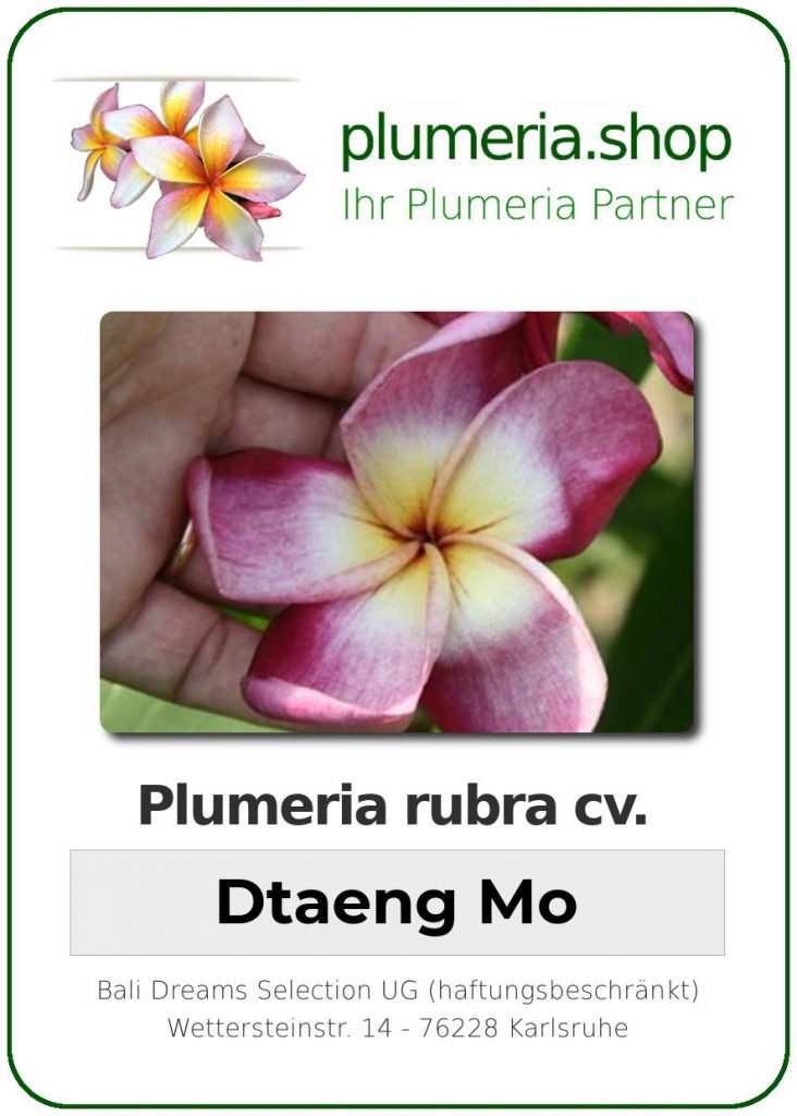 Plumeria rubra "Dtaeng Mo"
