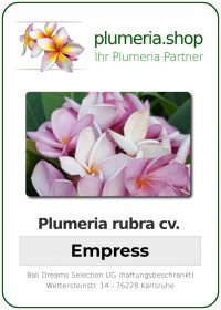 Plumeria rubra "Empress"