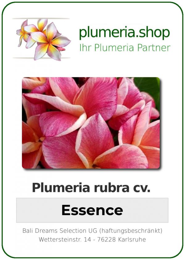 Plumeria rubra "Essence"