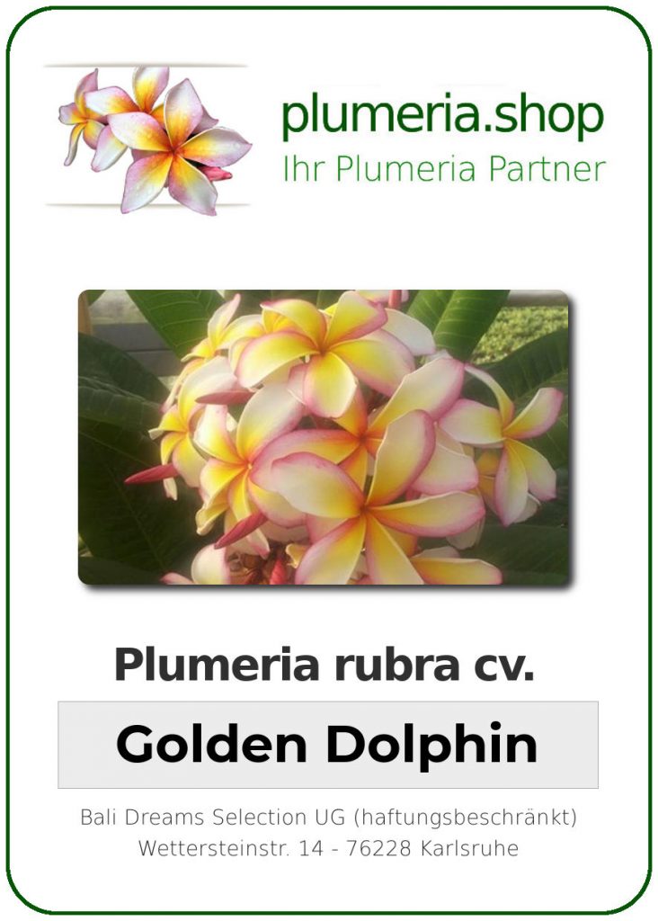 Plumeria rubra "Golden Dolphin"