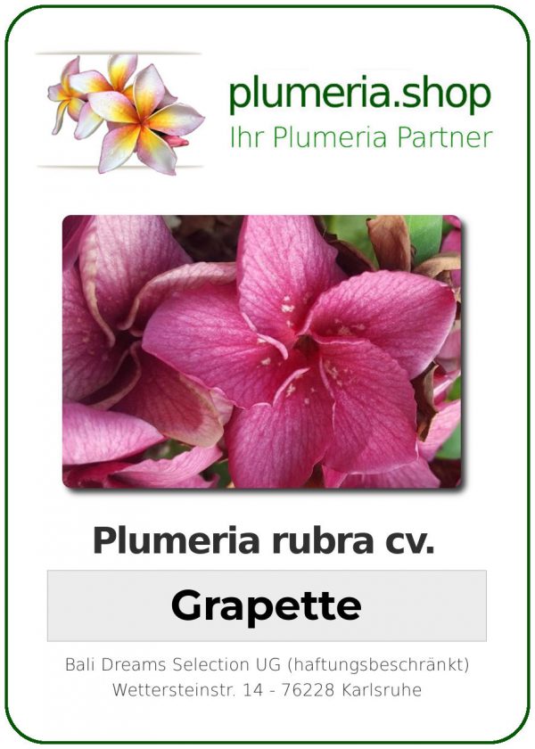 Plumeria rubra "Grapette"