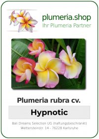 Plumeria rubra "Hypnotic"