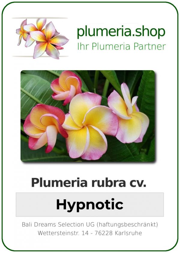 Plumeria rubra &quot;Hypnotic&quot;