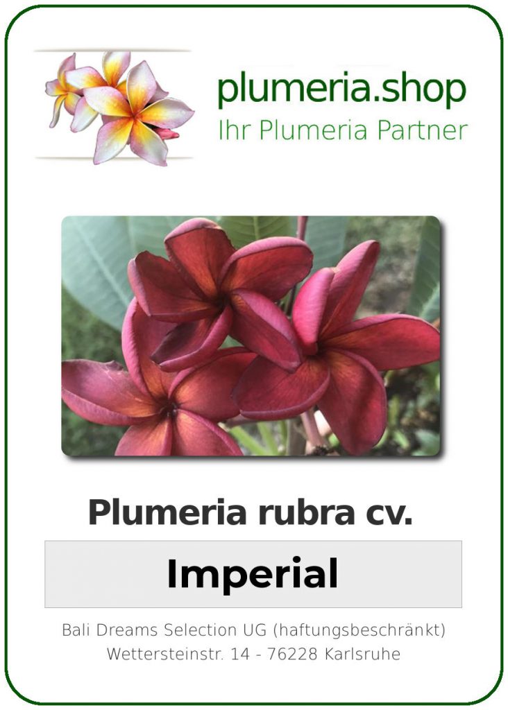Plumeria rubra "Imperial"