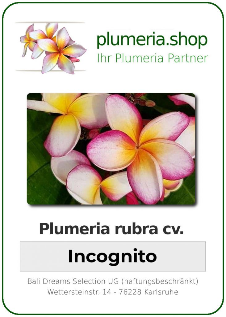 Plumeria rubra "Incognito"