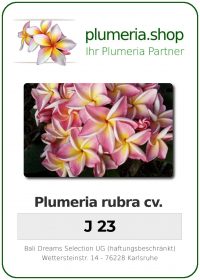 Plumeria rubra "J23"