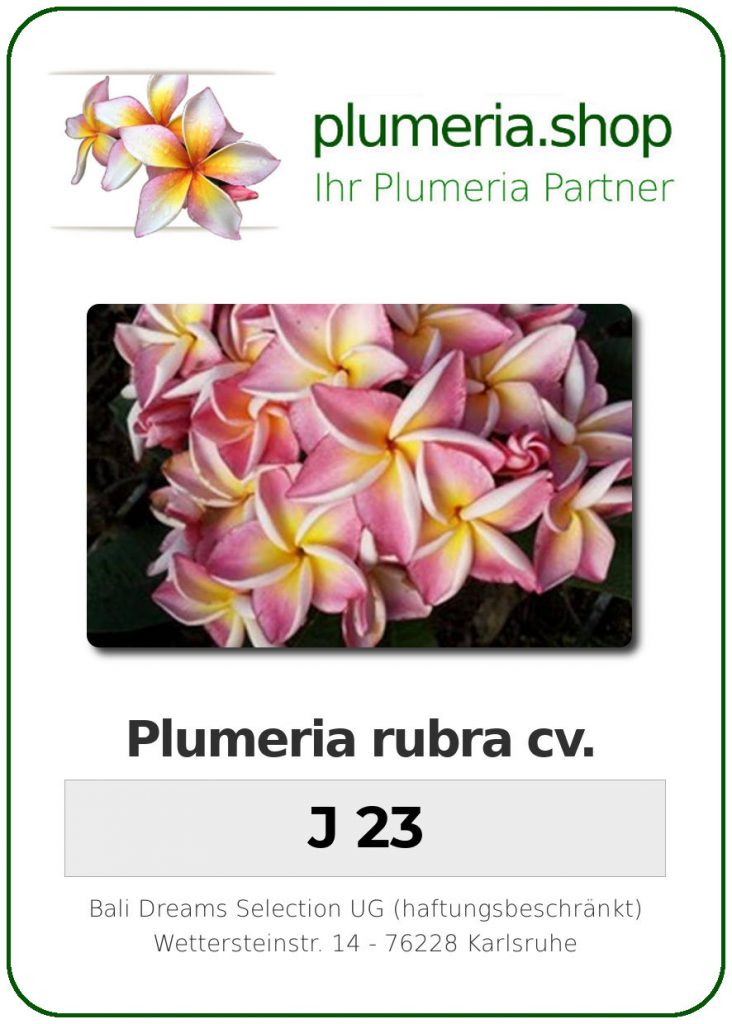 Plumeria rubra "J 23"