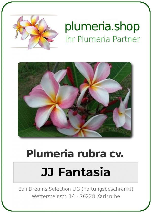 Plumeria rubra "JJ Fantasia"