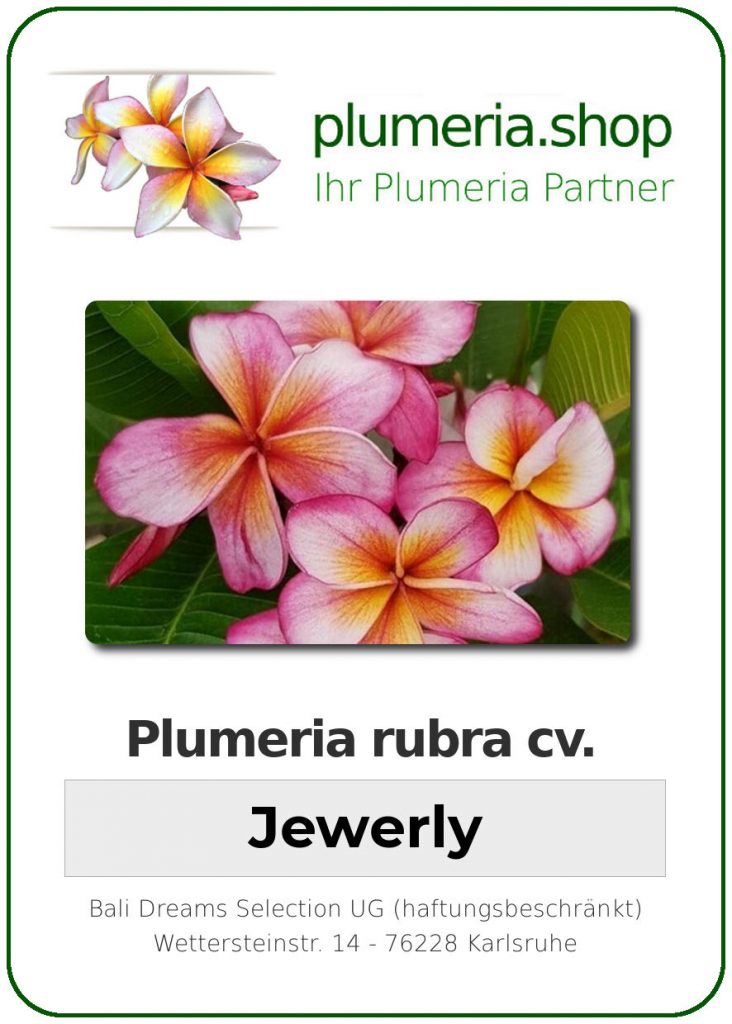 Plumeria rubra "Jewerly"