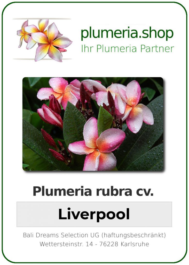 Plumeria rubra "Liverpool"