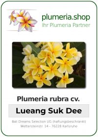 Plumeria rubra "Lueang Suk Dee"
