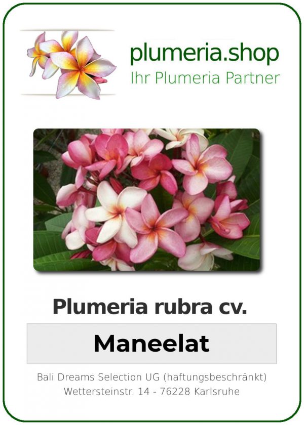 Plumeria rubra "Maneelat"
