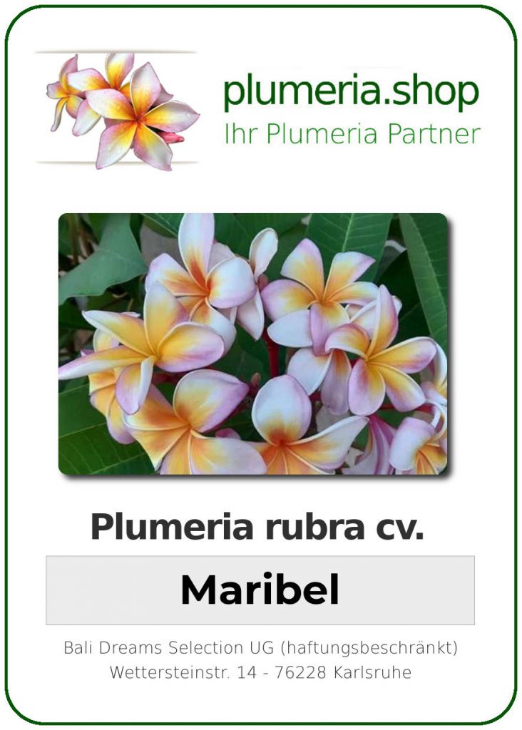 Plumeria rubra "Maribel"