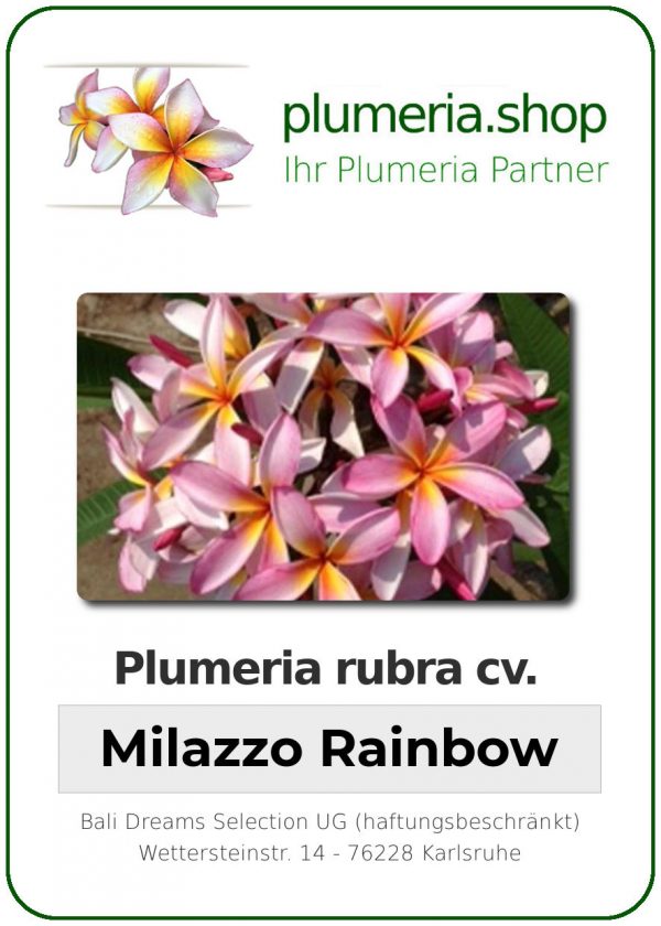 Plumeria rubra &quot;Milazzo Rainbow&quot; (arc-en-ciel)