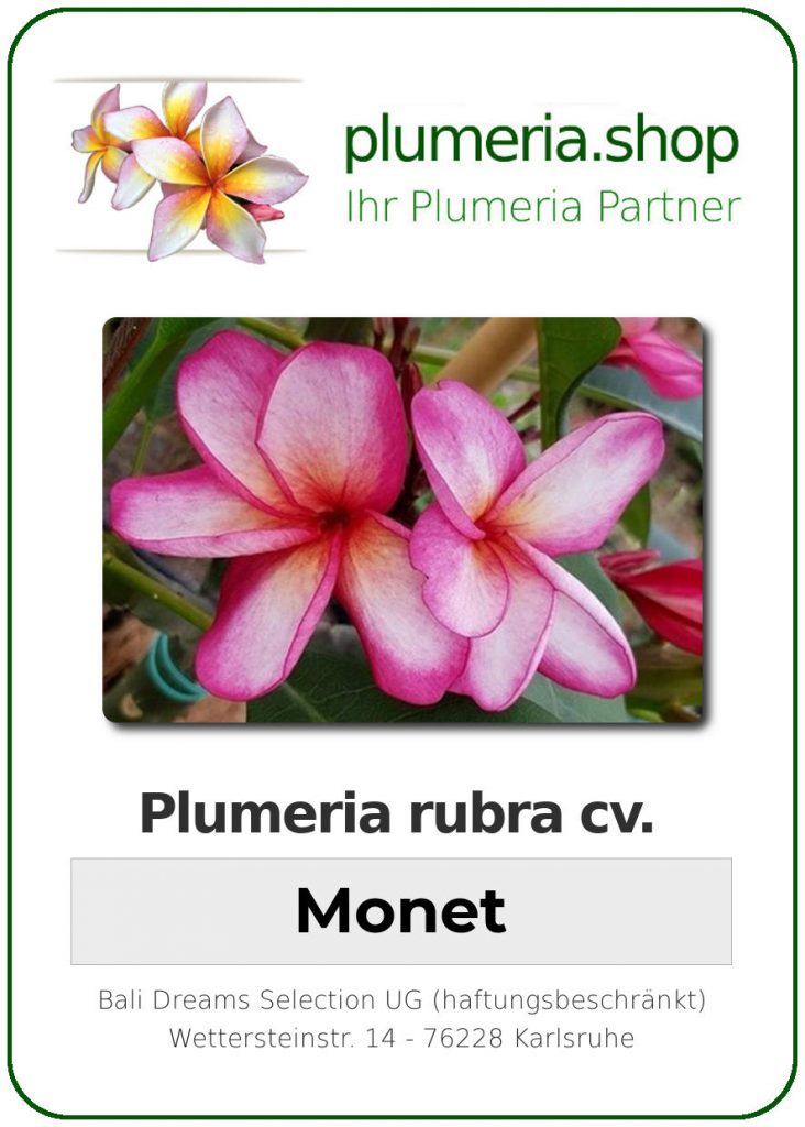Plumeria rubra "Monet"