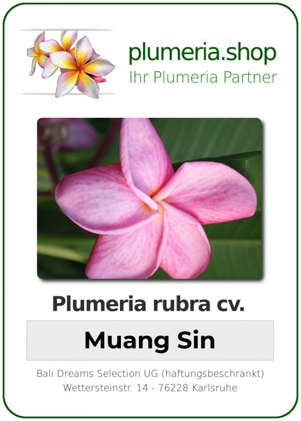 Plumeria rubra "Muang Sin"