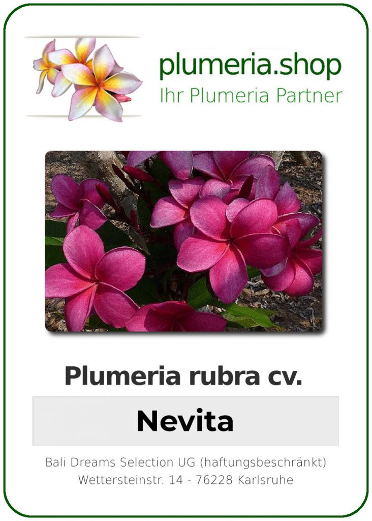 Plumeria rubra "Nevita"