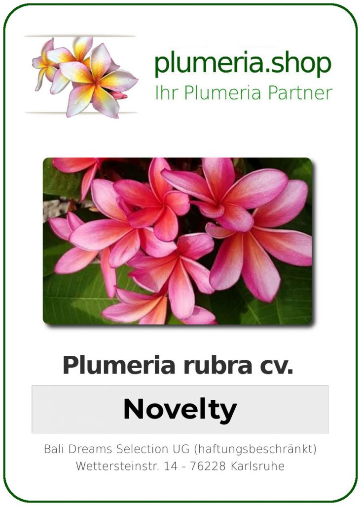 Plumeria rubra "Novelty"