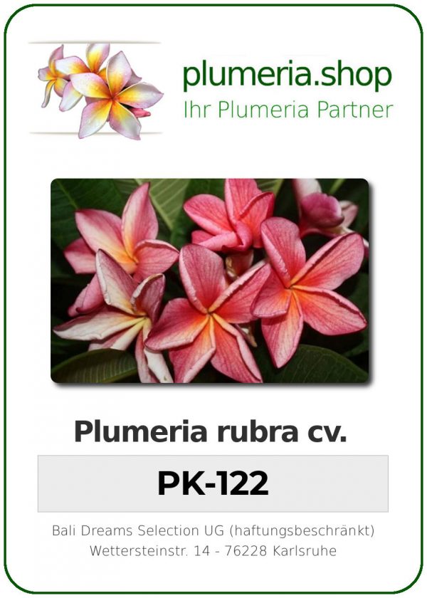 Plumeria rubra "PK-122"