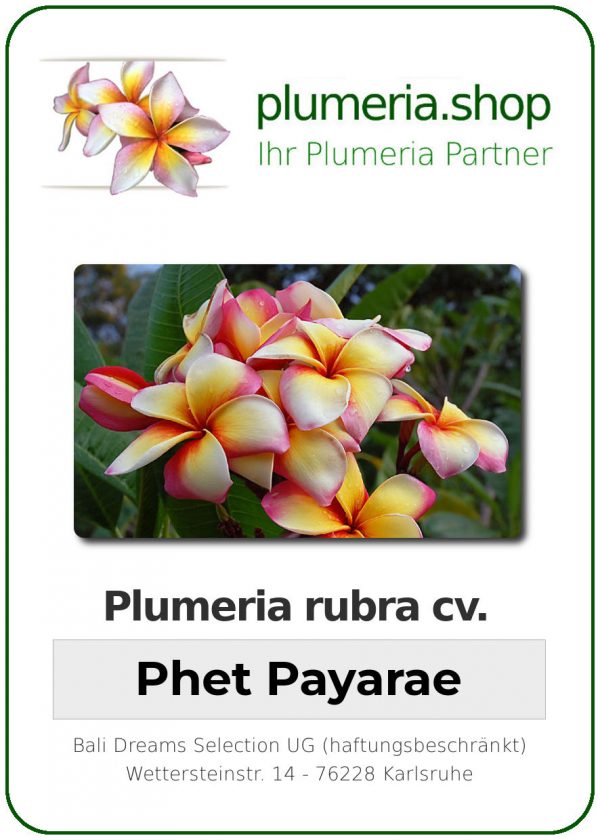 Plumeria rubra "Phet Payarae"