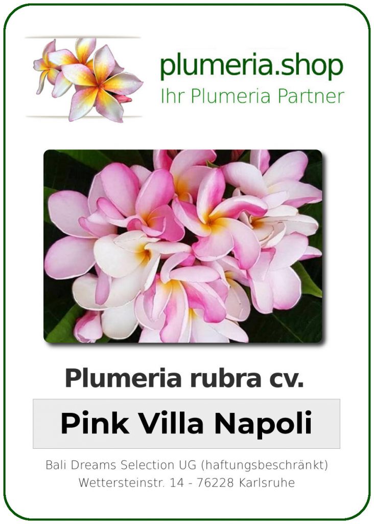 Plumeria rubra "Pink Villa Napoli"