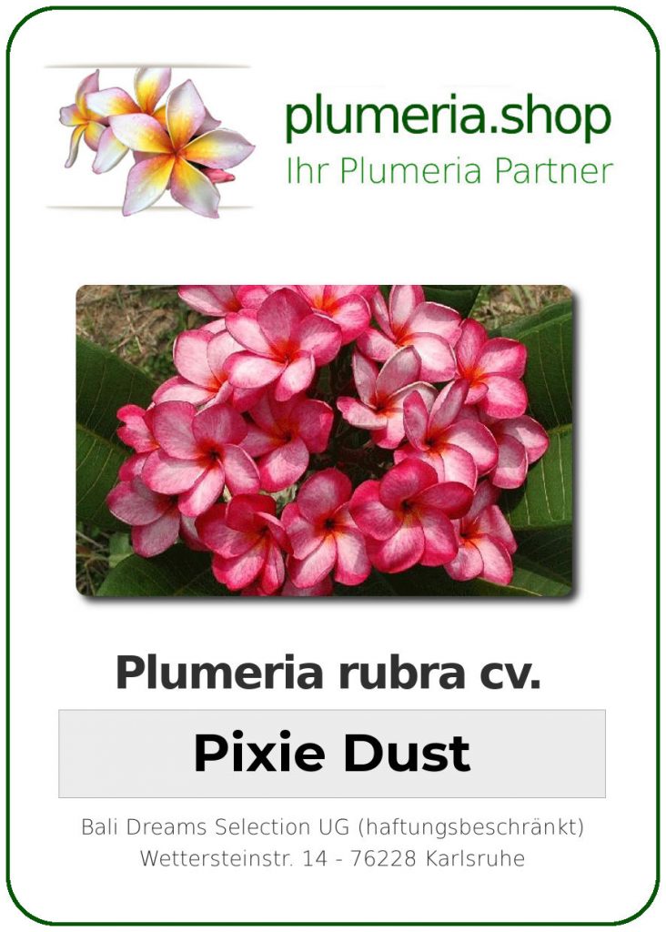 Plumeria rubra cv. "Pixie Dust" - unbewurzelter Steckling