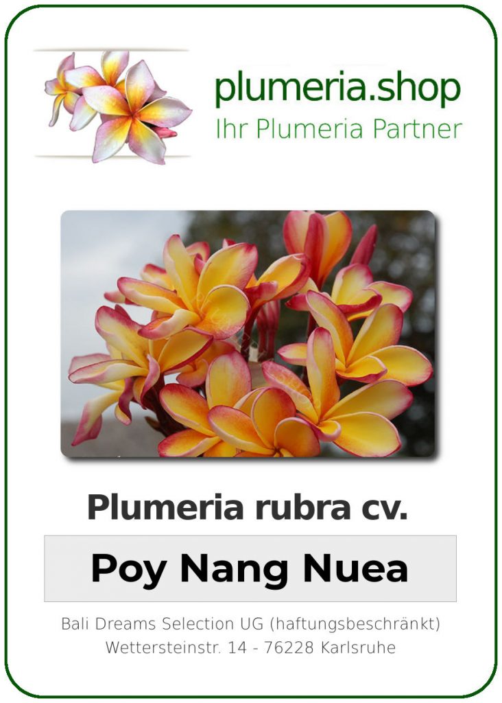 Plumeria rubra "Poy Nang Nuea"