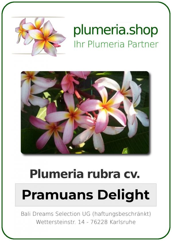 Plumeria rubra "Pramuans Delight"