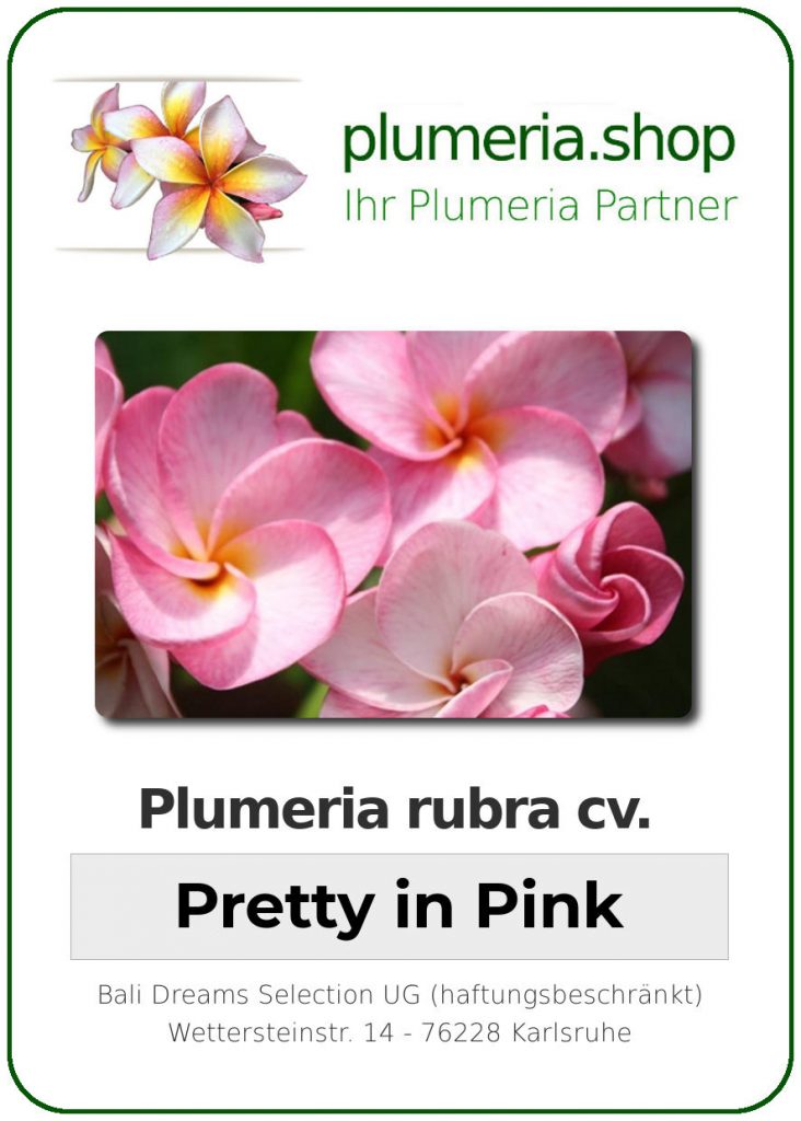 Plumeria rubra "Pretty in Pink"