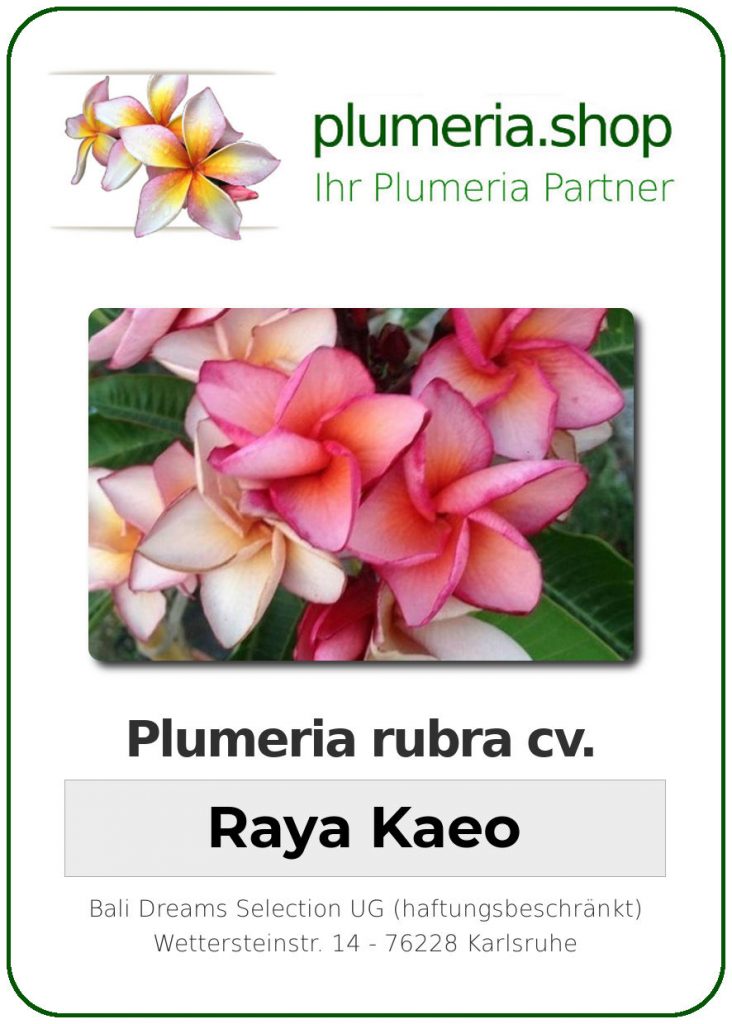 Plumeria rubra "Raya Kaeo"