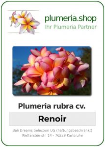 Plumeria rubra "Renoir"