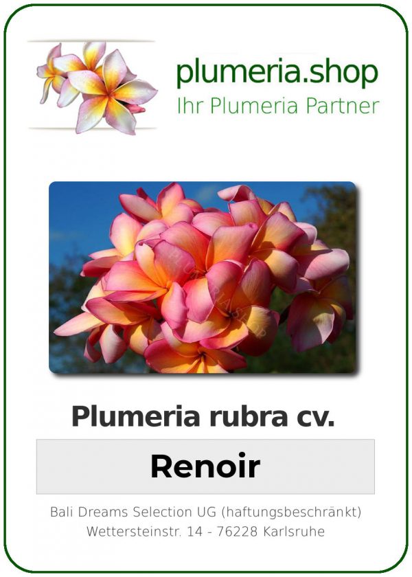 Plumeria rubra "Renoir"