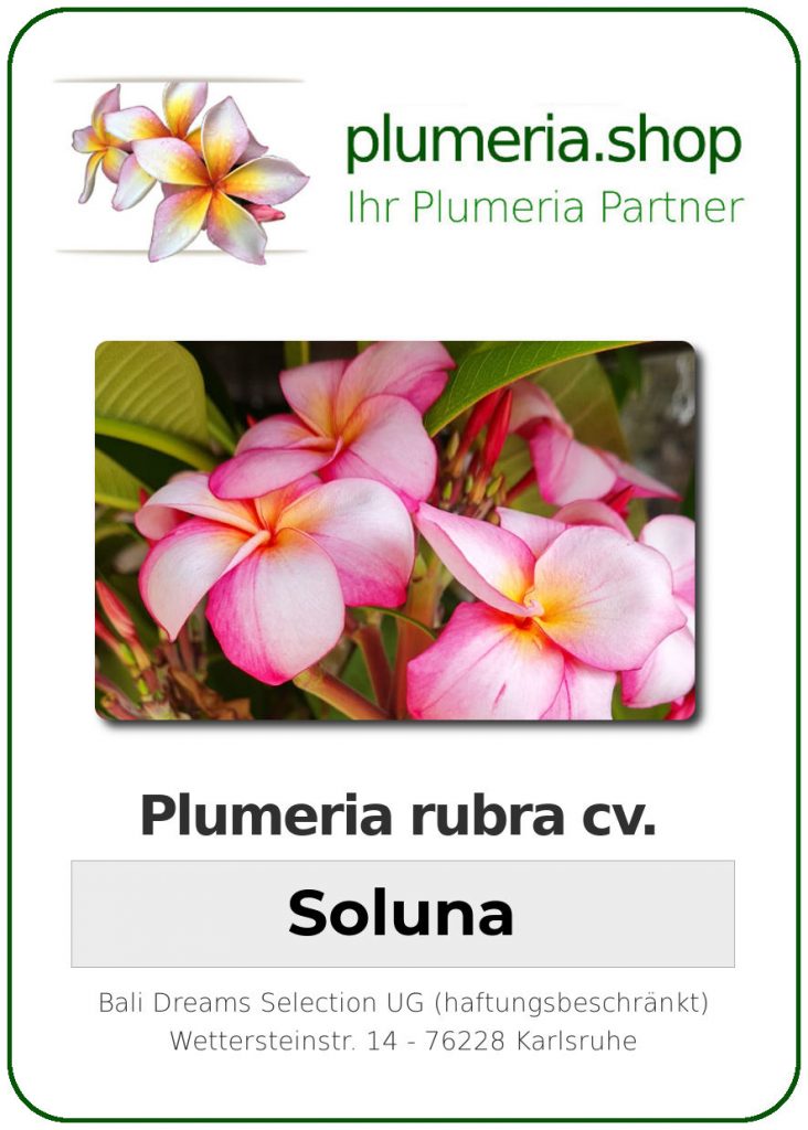 Plumeria rubra "Soluna"