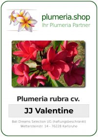 Plumeria rubra "Valentine"