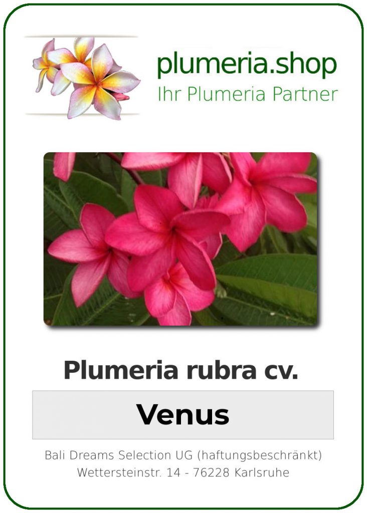 Plumeria rubra "Venus"