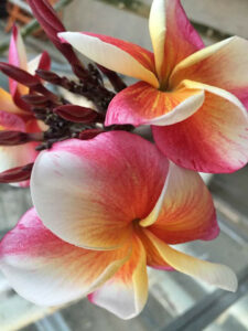 Plumeria rubra "J105"