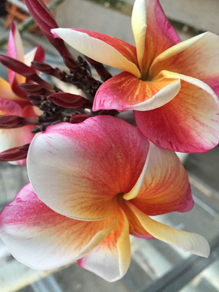 Plumeria rubra « J105 »
