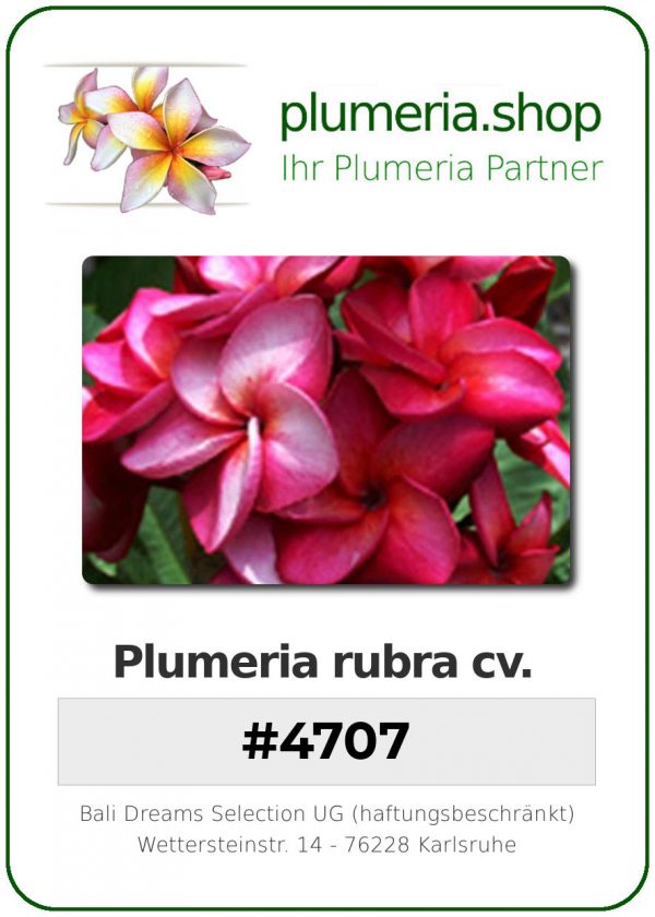 Plumeria rubra - "4707"
