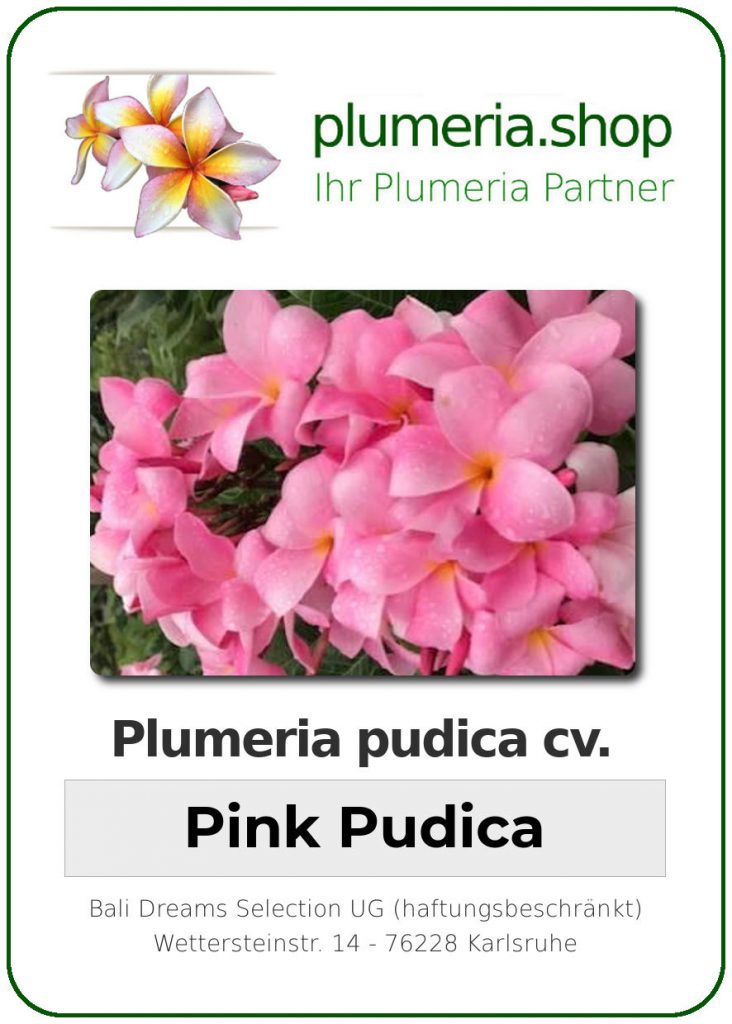 Plumeria "Pink Pudica"