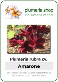 Plumeria rubra &quot;Amarone&quot;