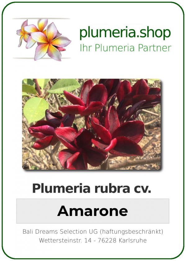 Plumeria rubra &quot;Amarone&quot;