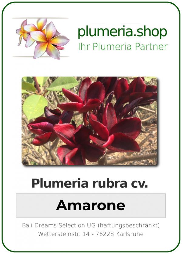 Plumeria rubra "Amarone"