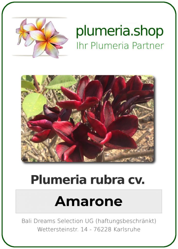 Plumeria rubra "Amarone" - wurzelnackt