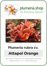 Plumeria rubra "Attapol Orange"