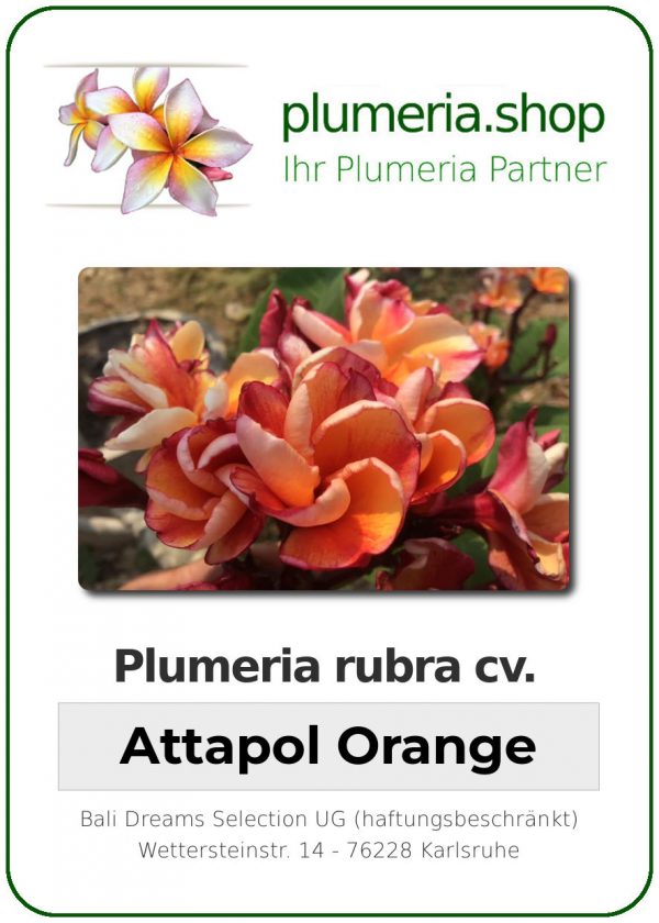 Plumeria rubra "Attapol Orange"