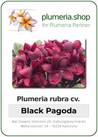 Plumeria rubra "Black Pagoda"