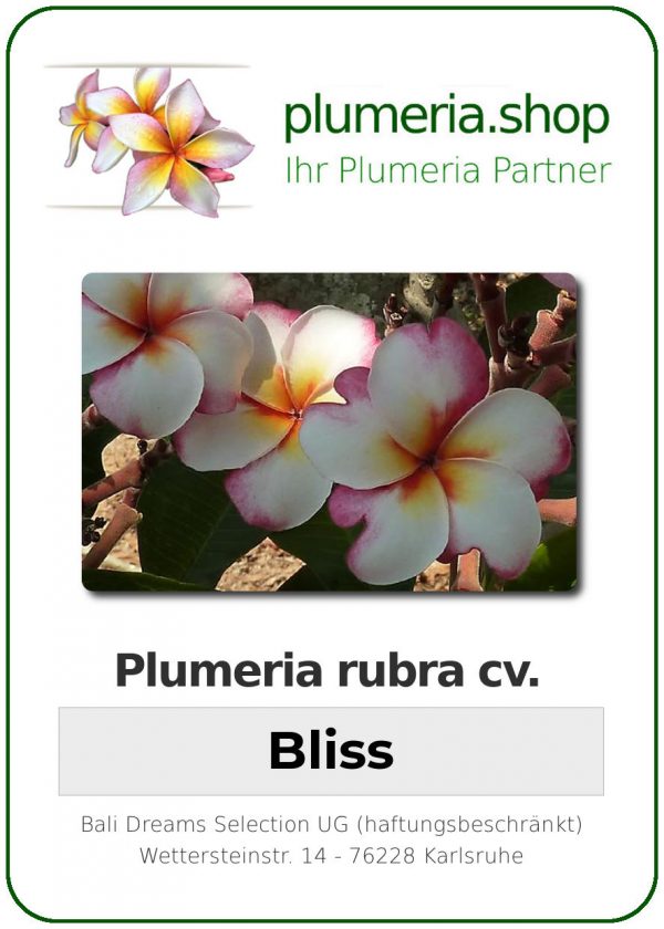 Plumeria rubra &quot;Bliss